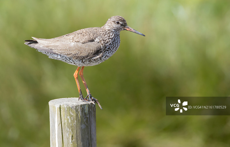 鹬在木头上栖息的特写图片素材