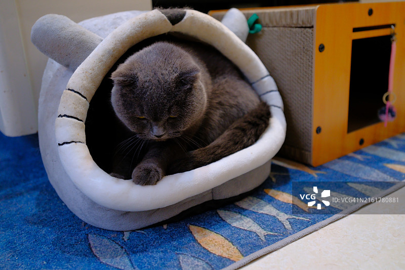 猫睡觉的特写图片素材