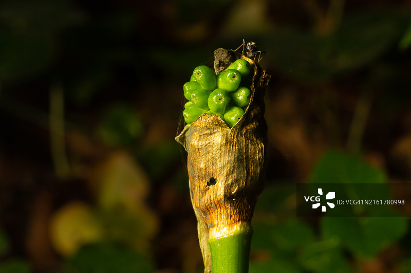 红色浆果的海芋，又称布谷鸟品脱或贵族淑女，有毒的林地植物，深绿色背景，有文案空间，特写镜头图片素材