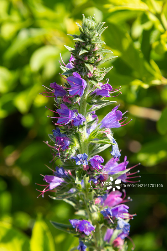 Echium vulgare beautiful wildflowers blue flowers,Summer floral background close-up bokeh beautiful nature blooming meadow in sunny weather图片素材