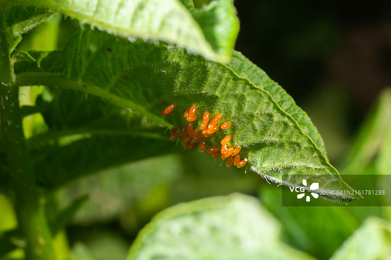 科罗拉多马铃薯甲虫，Leptinotarsa decemlineata，花园里叶子上的卵，顶视图图片素材