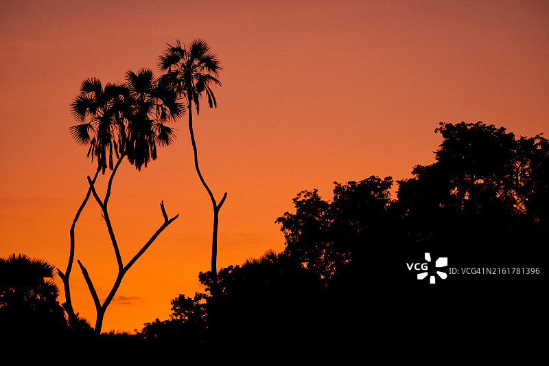 橙色天空下的树木剪影图片素材