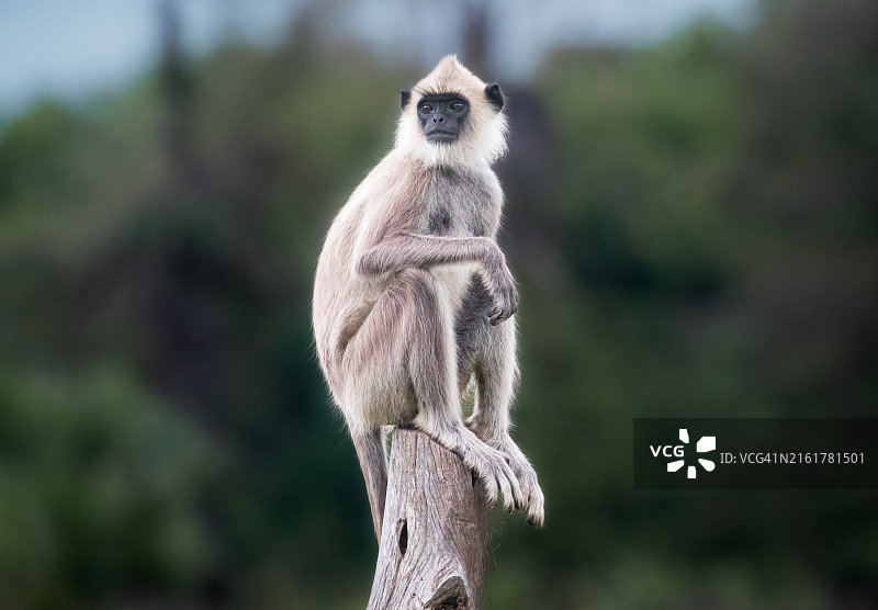 坐在树上的狐猴特写图片素材