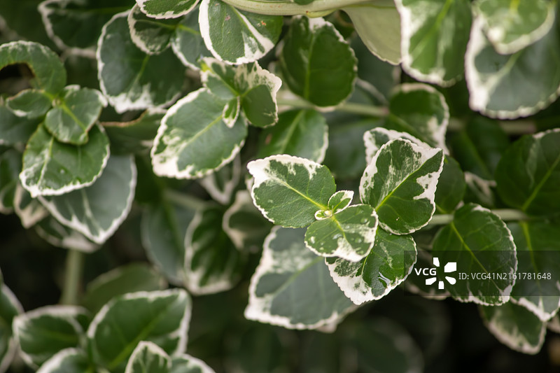 湿叶特写，美国华盛顿州伊萨夸图片素材