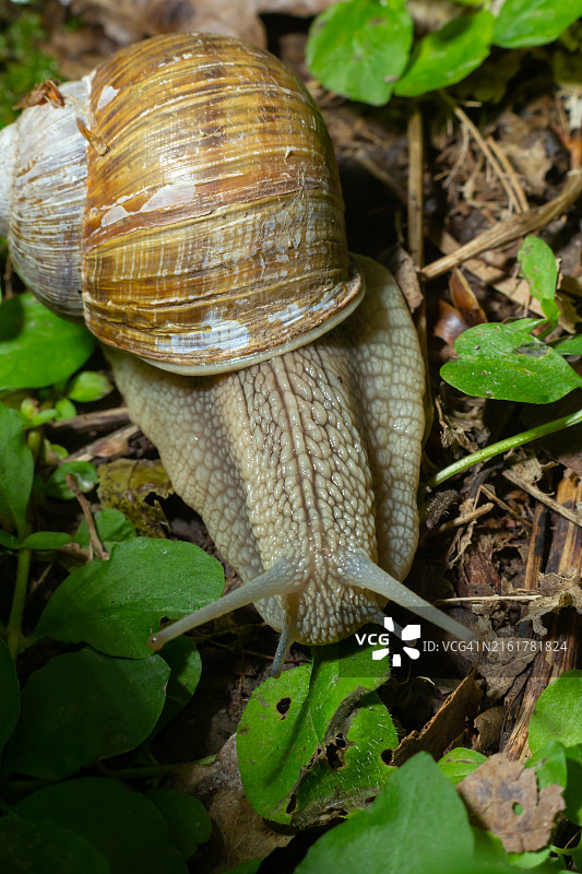 大蜗牛图片素材