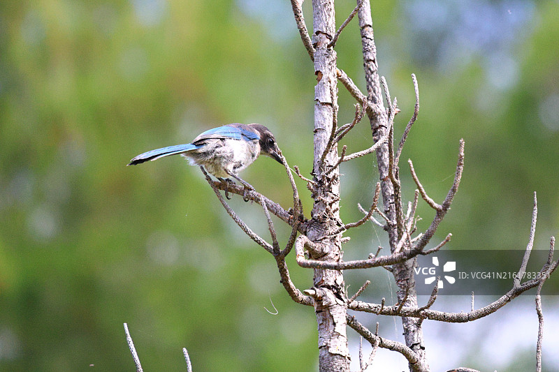 美国加利福尼亚州帕萨迪纳的普通翠鸟图片素材