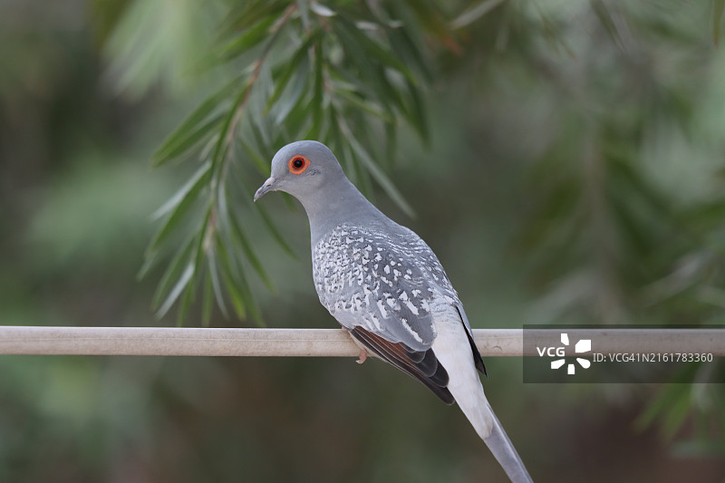 金刚鹦鹉站在电线上图片素材