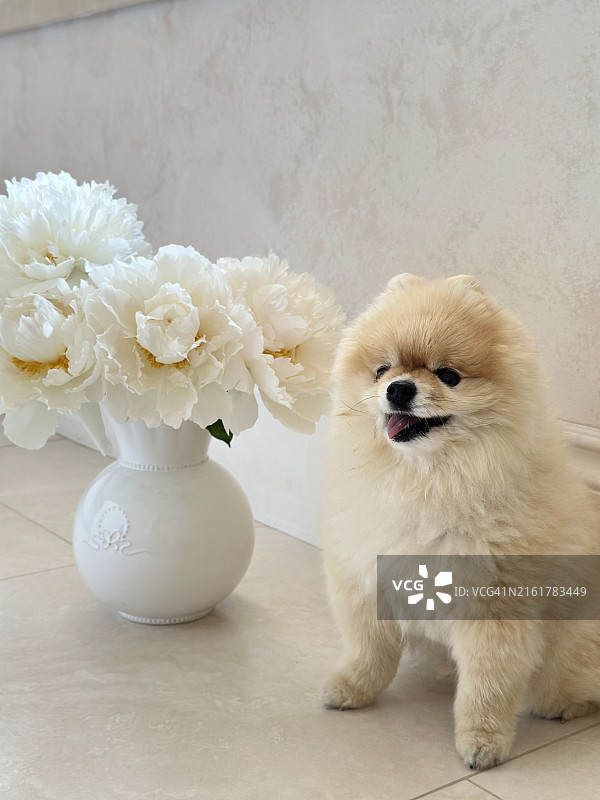 坐在桌上花瓶旁的狗，俄罗斯图片素材