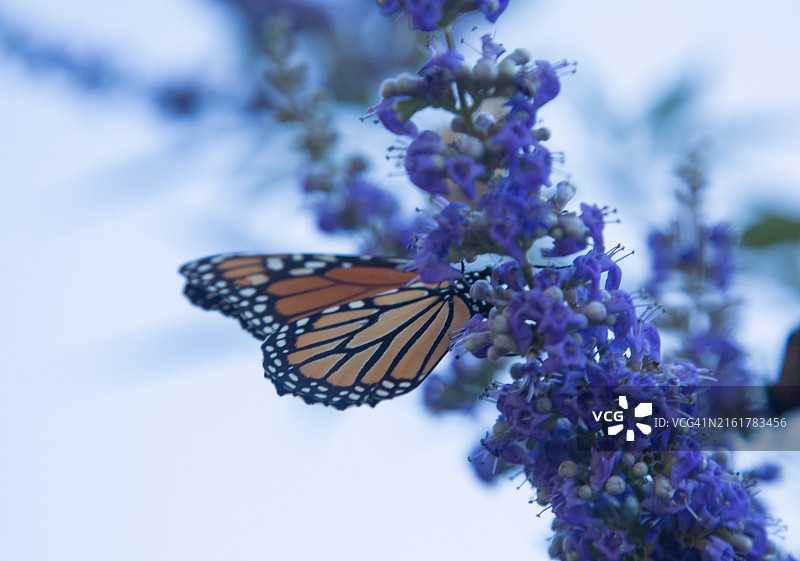 蝴蝶在紫色花朵上授粉特写，美国得克萨斯州图片素材