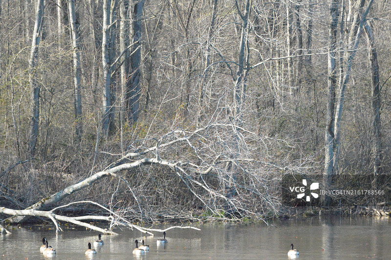 宾夕法尼亚州诺里斯敦农场公园图片素材