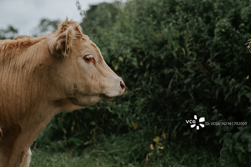 田野中站立的母牛的简易侧视图图片素材