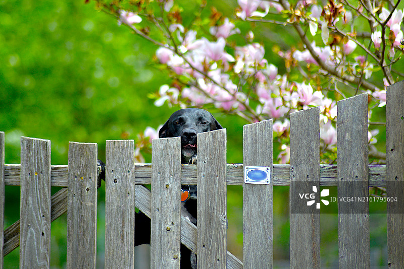 4岁大的混种拉布拉多犬图片素材