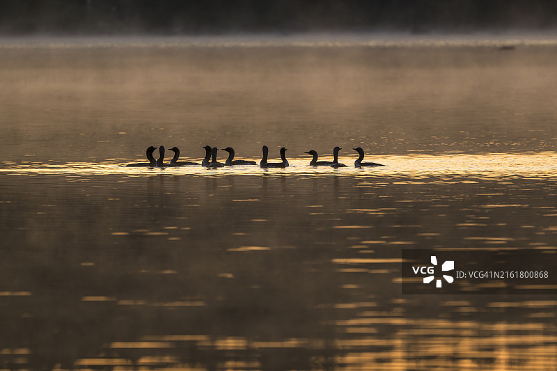 在日落时分在湖中游泳的北极潜鸟群图片素材
