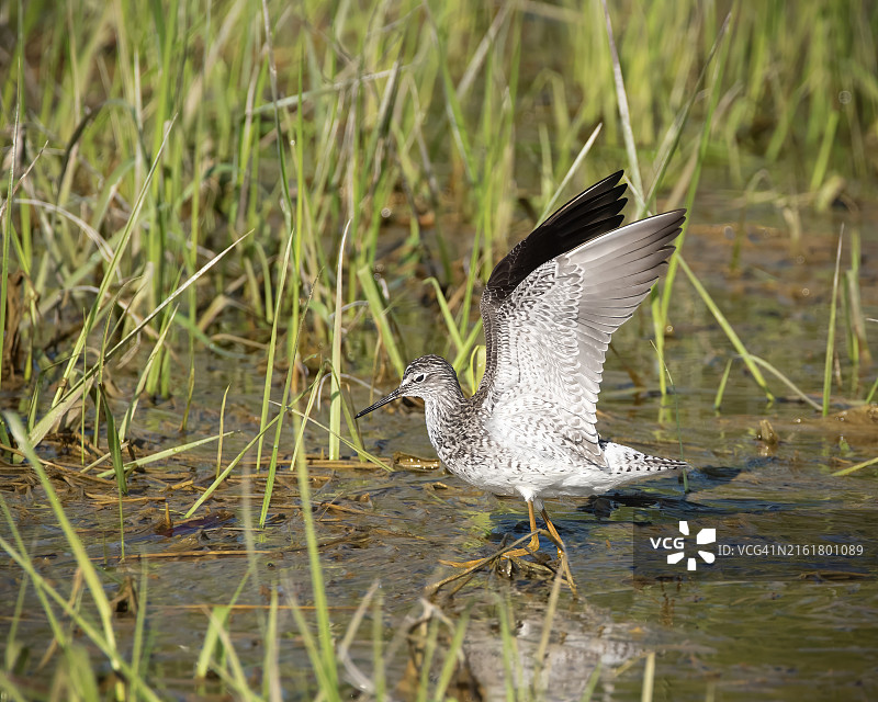 张开翅膀的丘鹬图片素材
