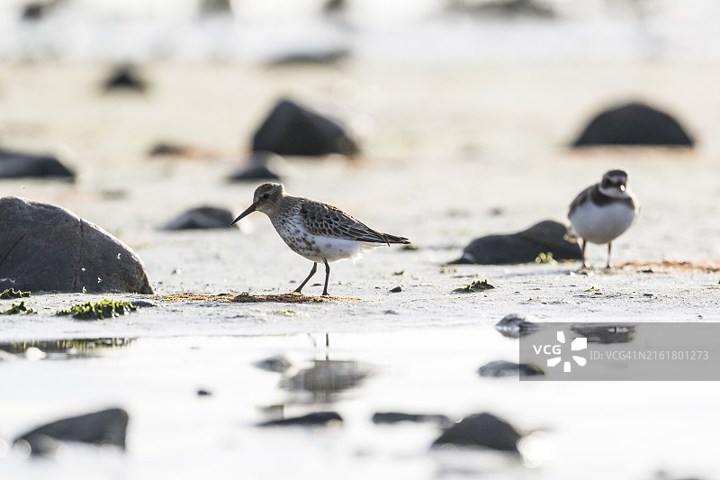 海滩上的两只黑腹滨鹬图片素材