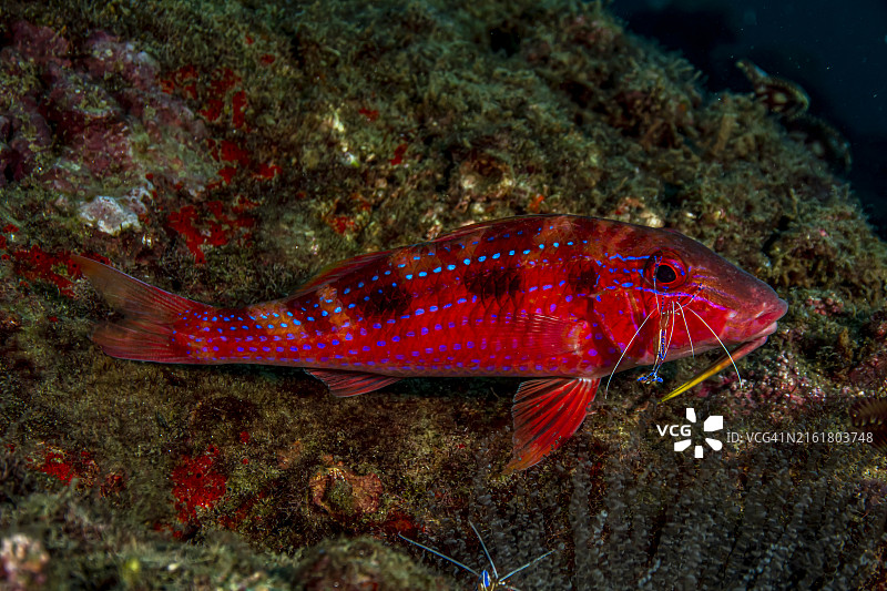 鲂鲹和虾图片素材