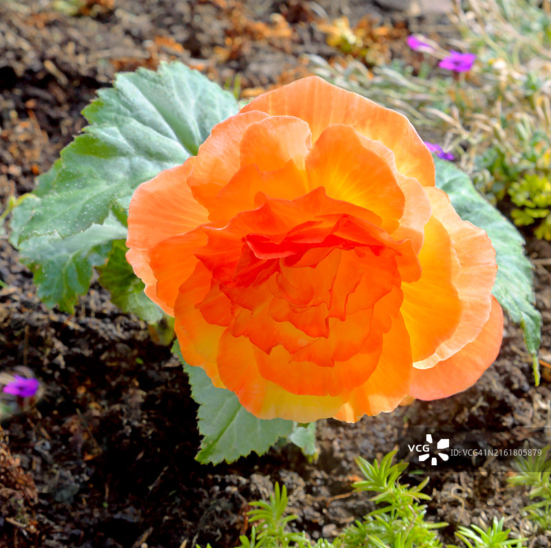 橙色丽格海棠图片素材