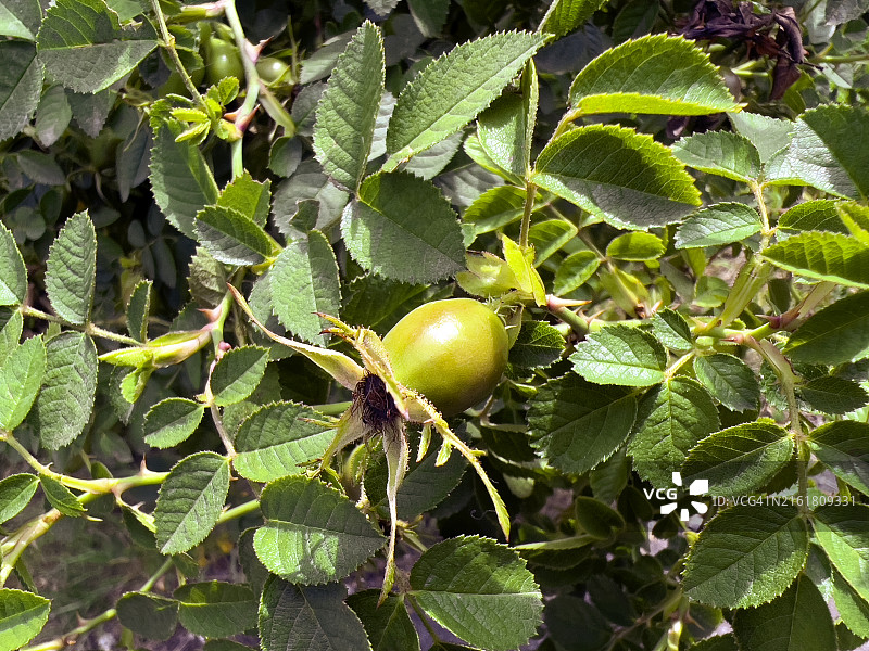 蔷薇植物和果实图片素材