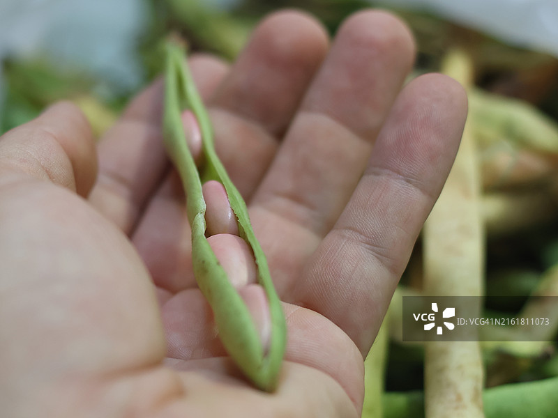 豆类颗粒图片素材