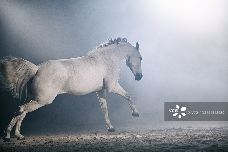 骏马风采图片素材
