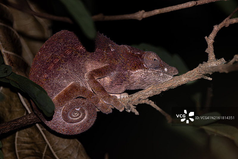 栖息在树枝上的变色龙图片素材