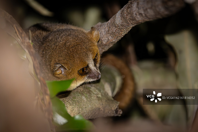 马达加斯加，栖息在树枝上的小鼠狐猴图片素材