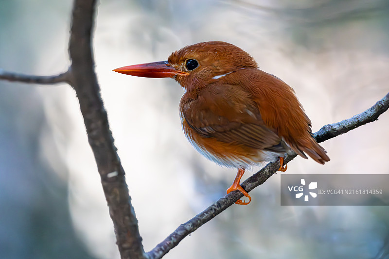 马达加斯加侏儒翠鸟栖息在树枝上图片素材