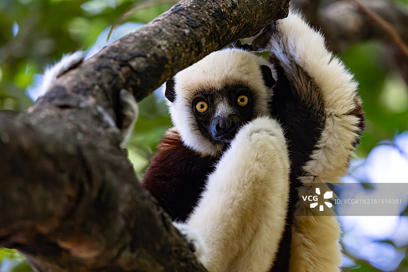 休息中的柯克瑞尔冕狐猴图片素材