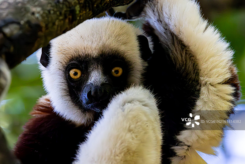 马达加斯加科克雷尔冕狐猴的特写图片素材