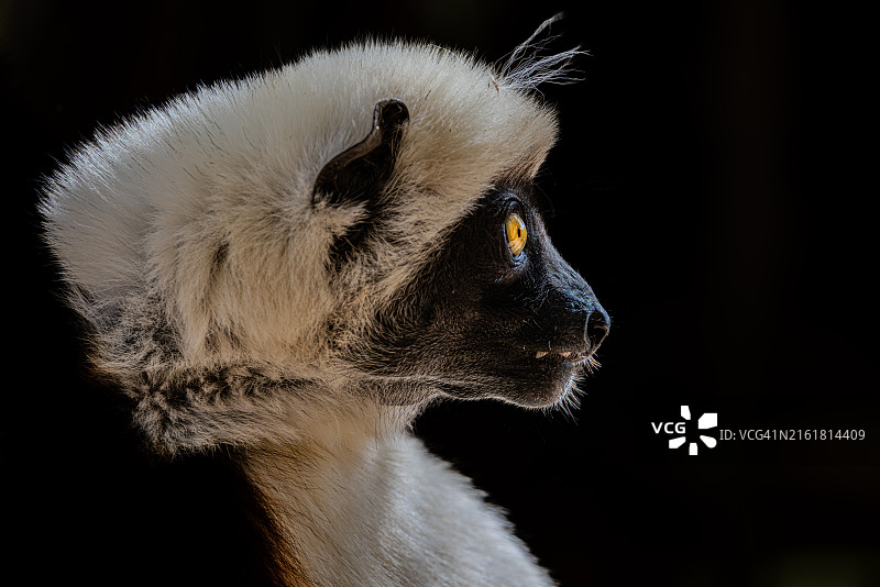 马达加斯加森林中的科克雷尔冕狐猴图片素材