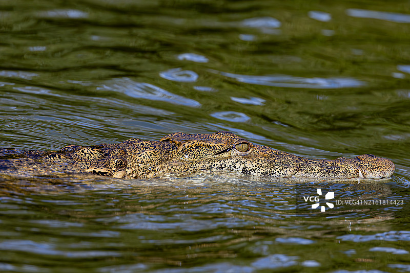 游泳的尼罗鳄图片素材
