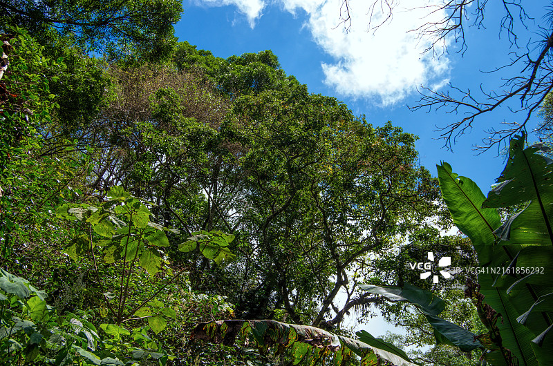 危地马拉萨卡特佩克斯圣克里斯托瓦尔埃尔阿尔托的安提瓜山道沿线的茂盛植被图片素材