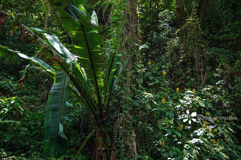 危地马拉萨卡特佩克斯圣克里斯托瓦尔埃尔阿尔托的安提瓜山道沿线的茂盛植被图片素材