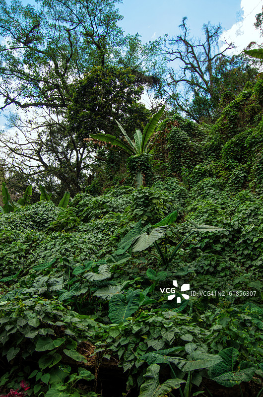危地马拉萨卡特佩克斯圣克里斯托瓦尔埃尔阿尔托的安提瓜山道沿线的茂盛植被图片素材
