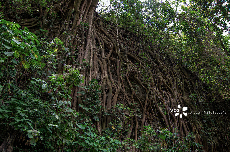 危地马拉萨卡特佩克斯圣克里斯托瓦尔埃尔阿尔托，埃尔皮拉尔庄园安提瓜山道上的榕树根图片素材