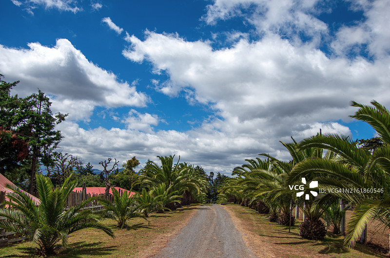 危地马拉萨卡特佩克斯省圣克里斯托瓦尔埃尔阿尔托的棕榈树乡村公路图片素材