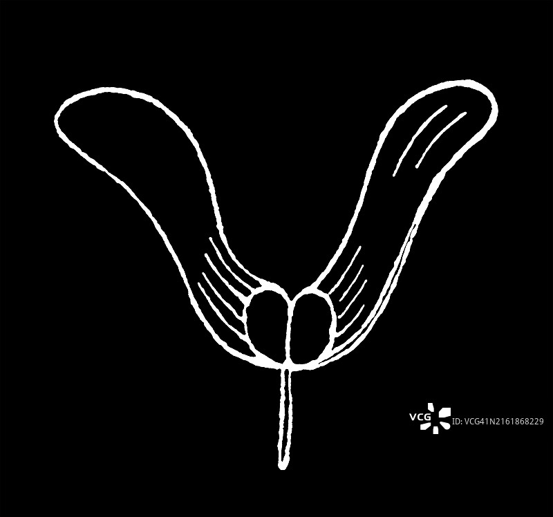 枫树种子古老雕刻插图图片素材