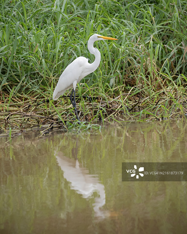 白鹭倒影图片素材