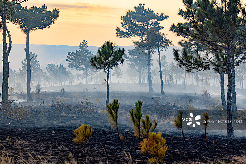 烧焦森林的日落图片素材