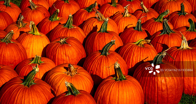 刚收获的大南瓜行图片素材