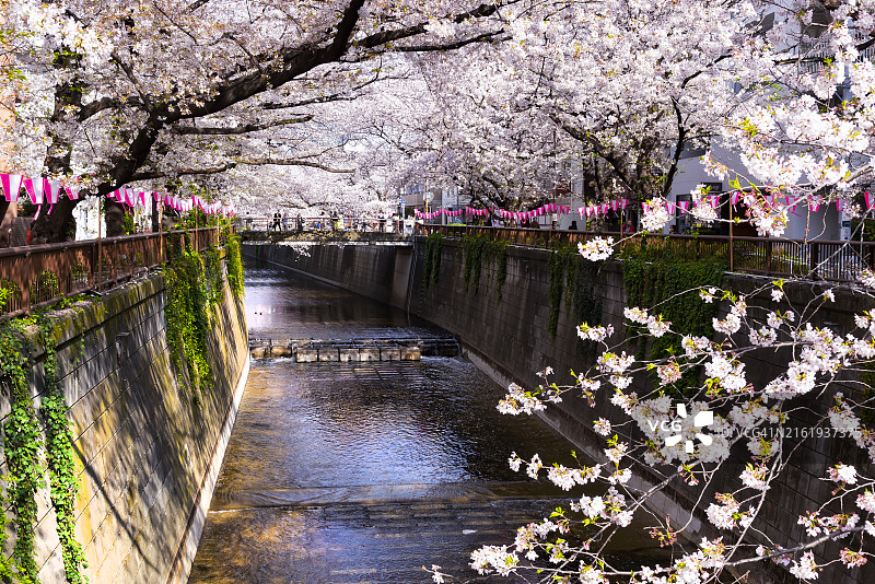 日本东京目黑川的粉色樱花树图片素材