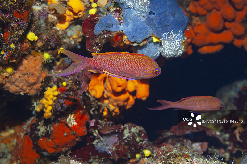 红色鳞鳍花鮨：深海中的水下美景、橙色海绵和珊瑚礁图片素材