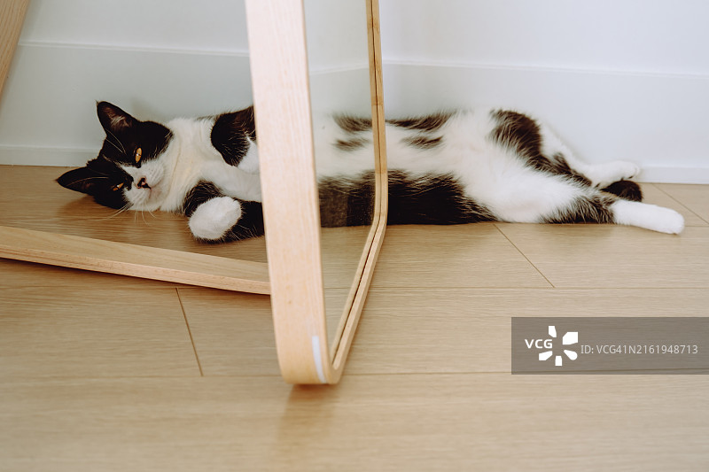 黑白猫躺在镜子下，映出有趣的倒影图片素材