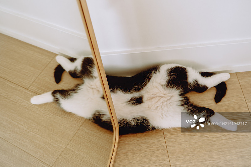 黑白猫躺在镜子下，映出有趣的倒影图片素材