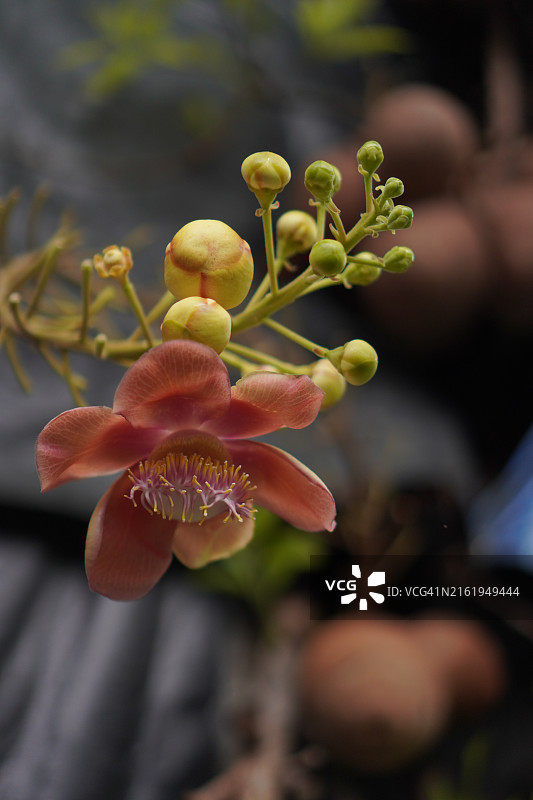 粉色娑罗双花图片素材