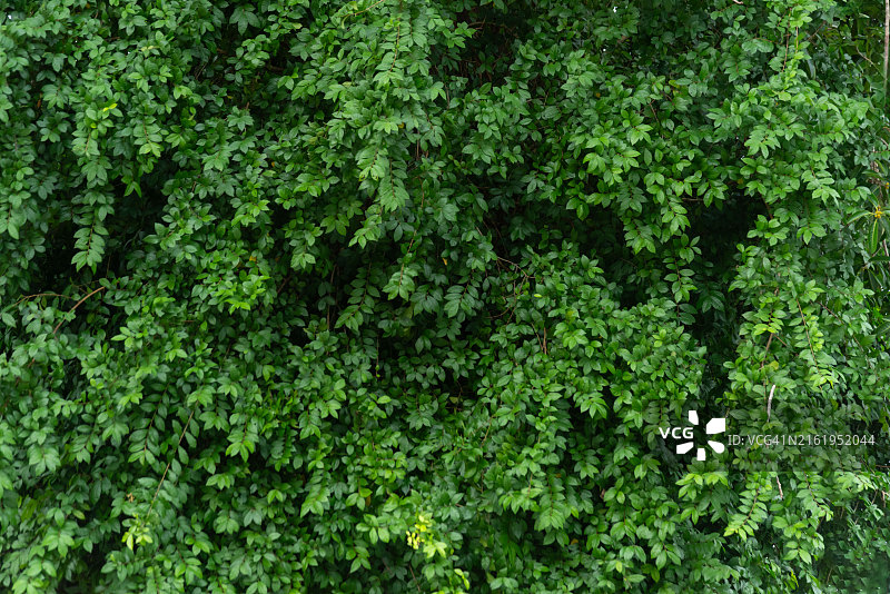 地球日的理念还是环保之手，保护不断生长的森林图片素材