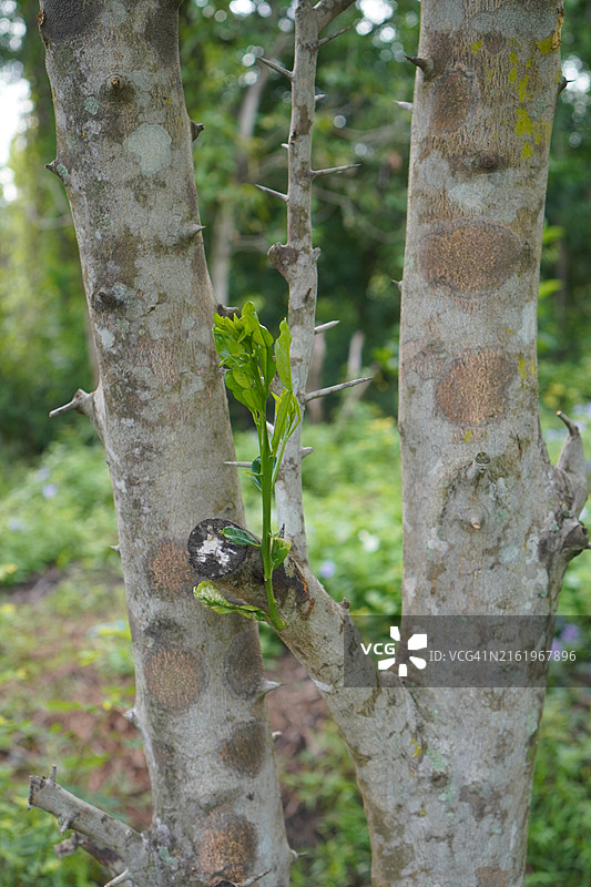 卡菲尔青柠树干图片素材