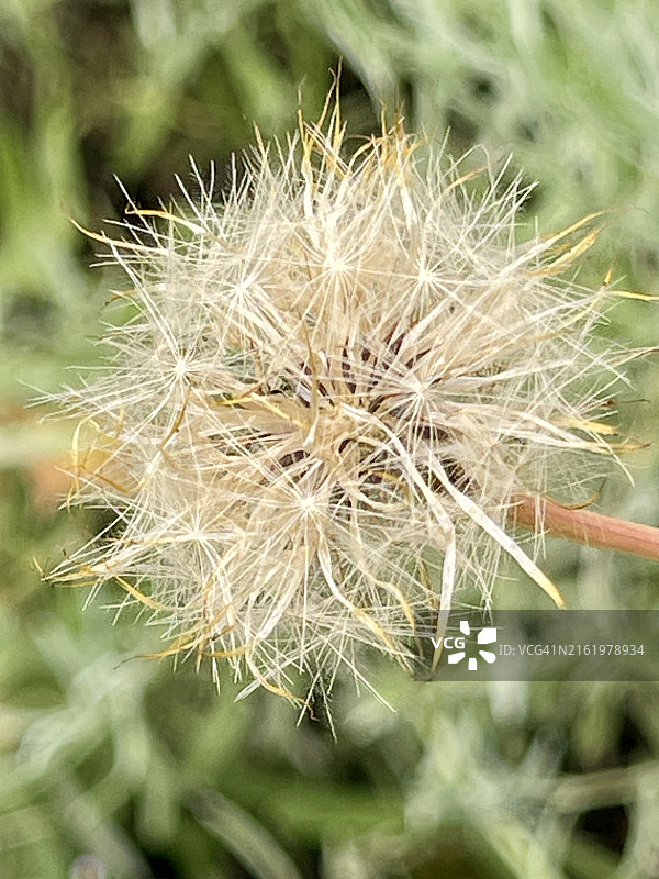 假蒲公英草本植物图片素材