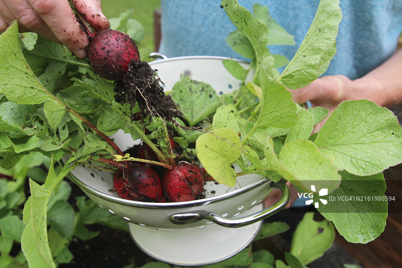 男子从高架菜地里采摘萝卜图片素材