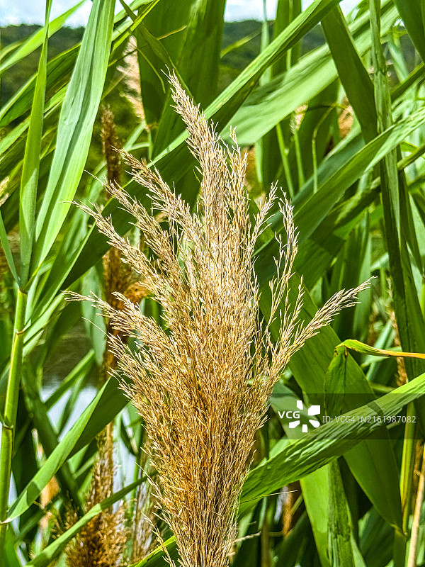 波士顿角落七月高草丛中池塘边的流苏图片素材
